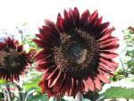 Helianthus Pro Cut Red - 20 Raw Seed