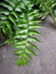 Cyrtomium Falcatum 12CM Pot