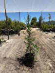 Syzygium Paniculatum 20LT Eugenia