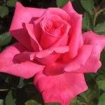 Electronrose 5LT