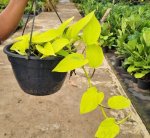 Scindapsus Neon 21CM H b
