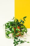 Beetle Peperomia Peperomia Angulata - 12CM
