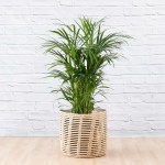 Parlor Palm - Large - In Shishi Palm Leaf Basket