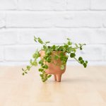 Pippin Planter - Terracotta - 7.5CM Planter With Dainty Crassula