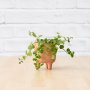 Pippin Planter - Terracotta - 7.5CM Planter With Dainty Crassula