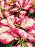 Poinsettia Mixed - Pink And White