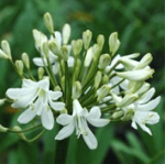 Agapanthus Superior White 12CM Pot