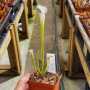 Trumpet Pitcher Sarracenia 'leucophylla Var.alba Seedling 13 10.' Special Import. - Small To Medium Plant. 7.5CM Plastic Container.