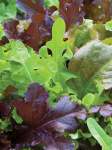 Lettuce Gourmet Salad Blend Seed - 20 G Raw Seed