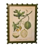 Bobble Framed Fruit Wall Art Wild Cucumber