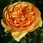 South Africa Rose 5LT