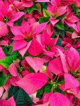 Poinsettia Mixed - Bright Pink