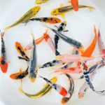 Toledo Goldfish Standard Fin Koi Variety Of Colors And Patterns - Beautiful Live Fish Perfect For Ponds Tanks And Aquariums - 6-