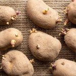 Tyson Seed Potatoes Bulk Packs 5KG 10KG & 20KG - 10KG