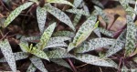 Scilla Violacea 4LT