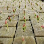50 Holes piece Square Soilless Cultivation Agricultural Plant Germination Device Cube Planting Germination And Seedling Raising