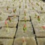 50 Holes/piece Square Soilless Cultivation Agricultural Plant Germination Device Cube Planting Germination And Seedling Raising Tool