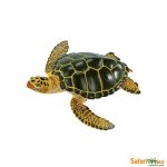Sea Life Green Sea Turtle