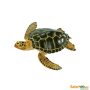 Sea Life Green Sea Turtle