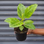 Lofty Fig - Yellow Gem - 14CM Nursery Pot