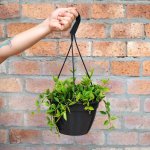 Beetle Peperomia - In 20CM Hanging Basket