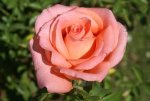 Pats Choice Hybrid Tea Rose 5LT