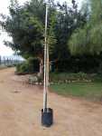 Acacia Sieberiana Paperbark 20LT