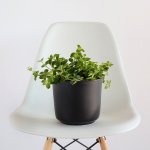 Round Leaf Peperomia - In Matt Black Cermaic Planter