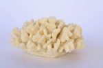 White Coral Ornament – 13X24CM