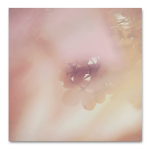 Blush Dreams Hydrangea 3 Art Print - 100 X 100CM No Frame Print Only