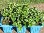 Click & Plant Online Nursery