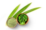 Aloe Vera Ground