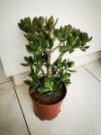 Jade Plant Crassula Ovata 4 Litres