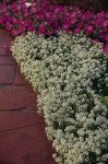 Alyssum Snow Crystals Seed - 50 Raw Seed