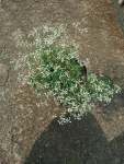 White Breathless Euphorbia 4 Litres
