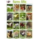Chart Farmlife