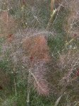 Fennel Smokey Bronze Seed - 20 G Raw Seed