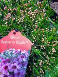 Geraldton Wax ‘rasberry Ripple’ 15CM Pot
