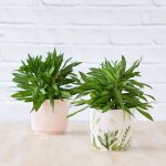 Dragon Tree - Song Of Jamaica - In Ice Pink Ceramic Planter