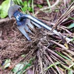 1PC 4-TOOTH Small Weed Remover Artistic Hand Tool Ergonomic Weed Remover Tool For Yard With Extendable Handle Stand-up Weed Remo