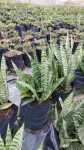 Sansevieria Trifasciata 10LT