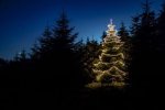 Deinen Weihnachtsbaum Online Kaufen