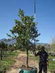 Syzygium Cordatum 200LT