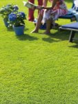 Kikuyu Whittet Lawn Seed - 1 Kg Coated Seed
