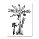 Banana Tree Etching Art Print - A2
