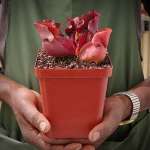 Trumpet Pitcher Sarracenia Zintile - Dormant Plant. 12CM Plastic Container.