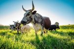 Nguni In Grass Canvas Print - 900MM X 600MM