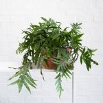 Kangaroo Fern - Large - In Azalea Terracotta Pot Set