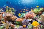 Coral Reef Puzzle 1000 Pieces