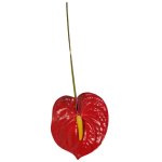 Anthurium Lily 62CM - Red